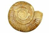 Polished Jurassic Ammonite (Perisphinctes) - Madagascar #293948-1